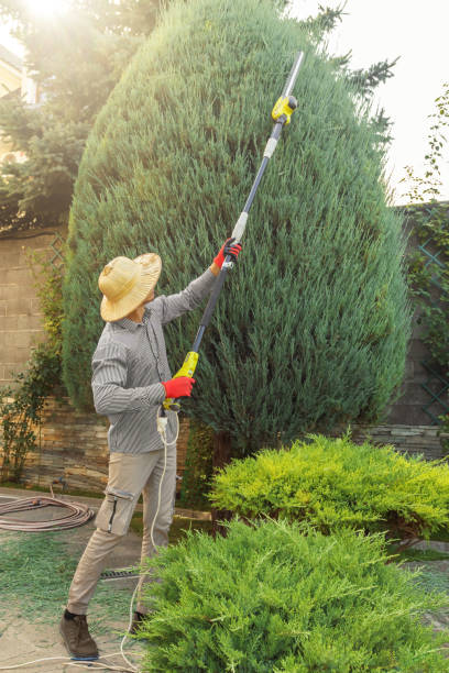 Best Fruit Tree Pruning  in Nowthen, MN